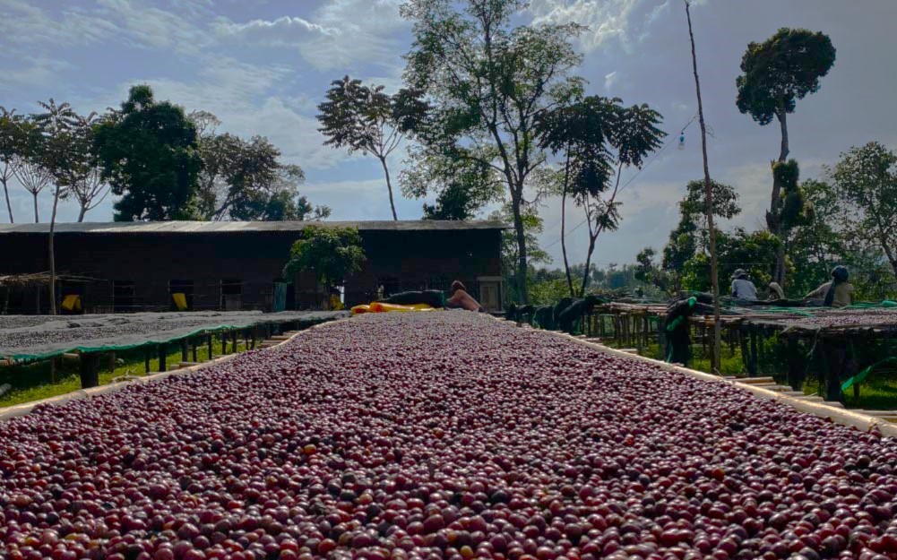 LEKEMPTI Coffee