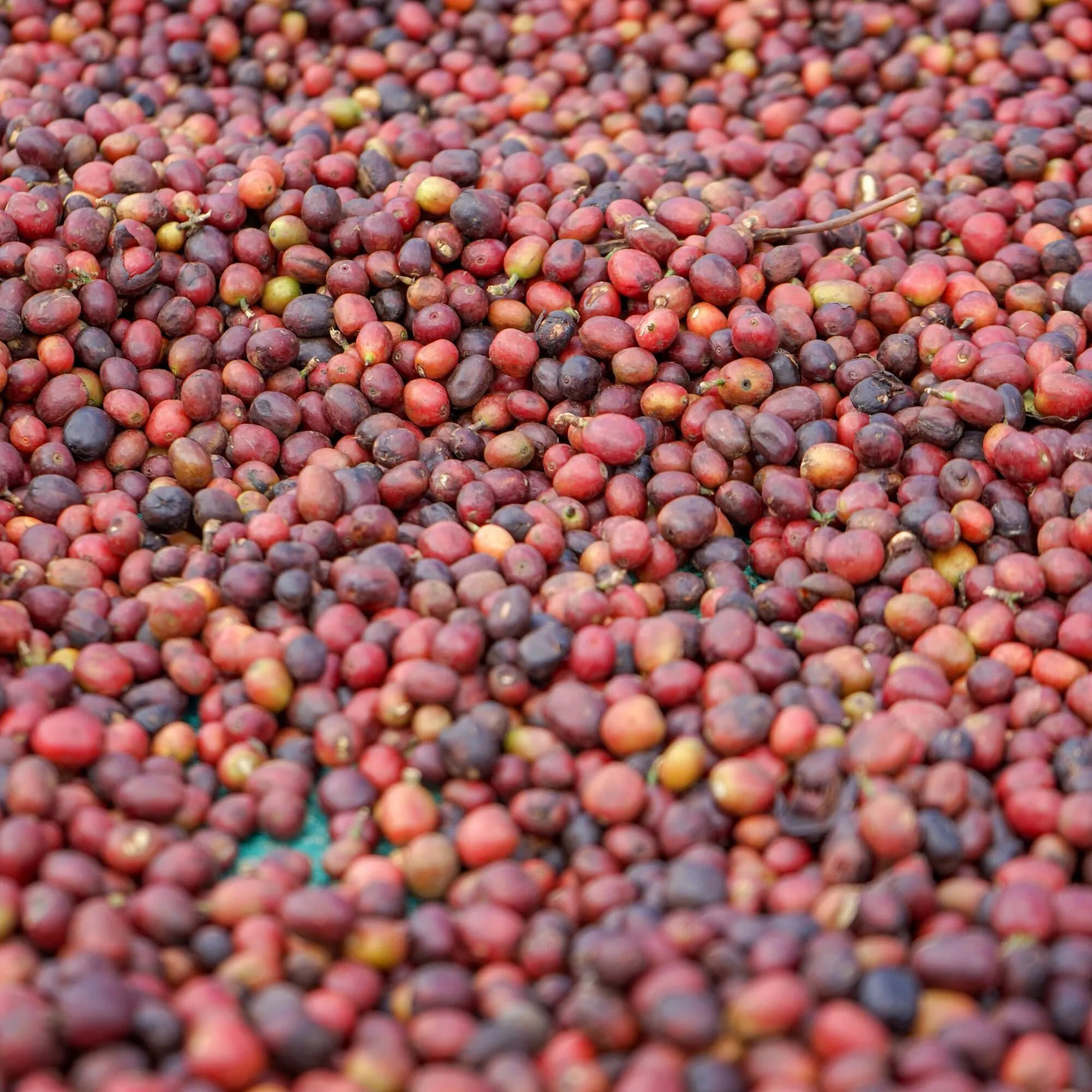 DJIMMAH Coffee