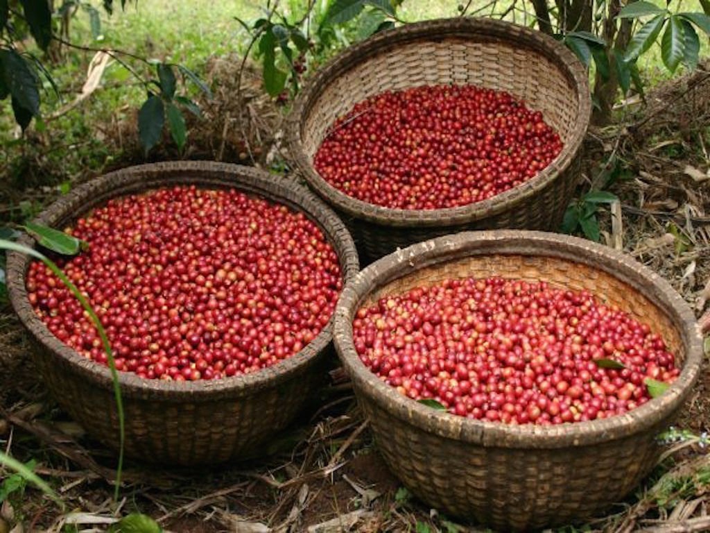 SIDAMO Coffee